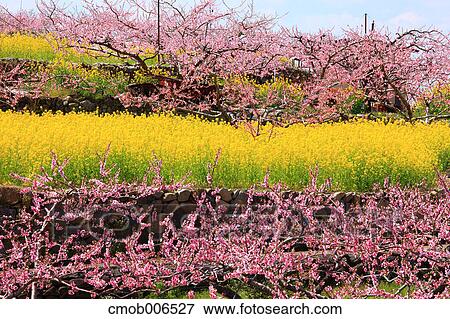 Peach blossoms and field mustard, Yamanashi Prefecture View Large Photo Image Stock Photo - Peach blossoms and field mustard, Yamanashi Prefecture. Fotosearch