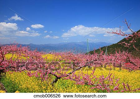 Peach blossoms and field mustard, Yamanashi Prefecture View Large Photo Image Stock Photograph - Peach blossoms and field mustard, Yamanashi Prefecture. Fotosearch
