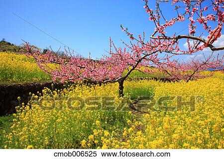 Peach blossoms and field mustard, Yamanashi Prefecture View Large Photo Image Stock Photography - Peach blossoms and field mustard, Yamanashi Prefecture. Fotosearch