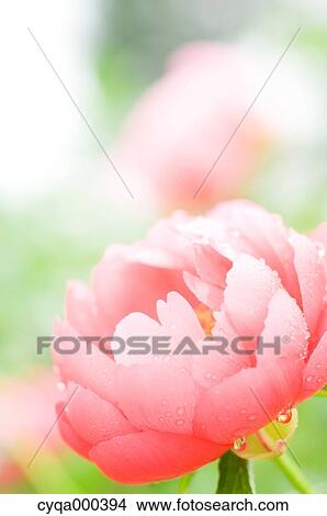 Peony View Large Photo Image Picture - Peony. Fotosearch