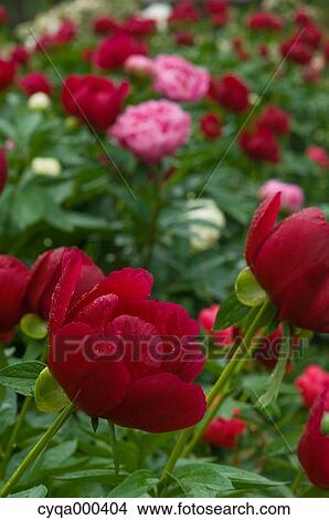Peony View Large Photo Image Picture - Peony. Fotosearch