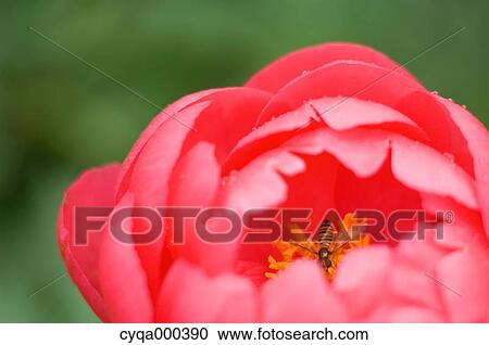 Peony View Large Photo Image Stock Image - Peony. Fotosearch