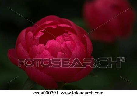 Peony View Large Photo Image Stock Image - Peony. Fotosearch