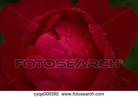 Peony View Large Photo Image Stock Image - Peony. Fotosearch