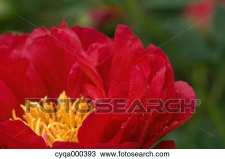 Peony View Large Photo Image Stock Image - Peony. Fotosearch