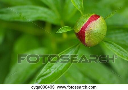 Peony View Large Photo Image Stock Image - Peony. Fotosearch