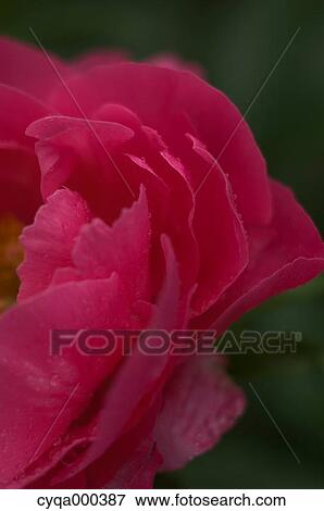 Peony View Large Photo Image Stock Photo - Peony. Fotosearch