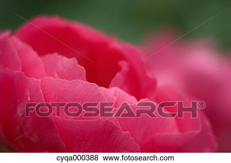 Peony View Large Photo Image Stock Photo - Peony. Fotosearch