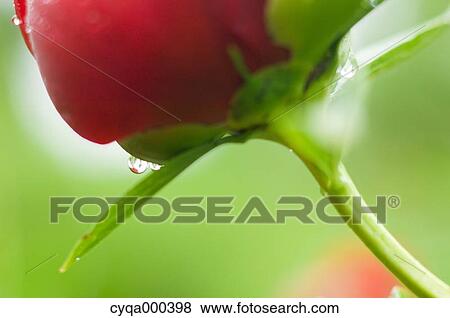 Peony View Large Photo Image Stock Photo - Peony. Fotosearch