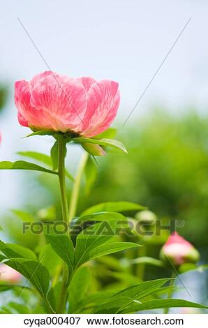 Peony View Large Photo Image Stock Photo - Peony. Fotosearch