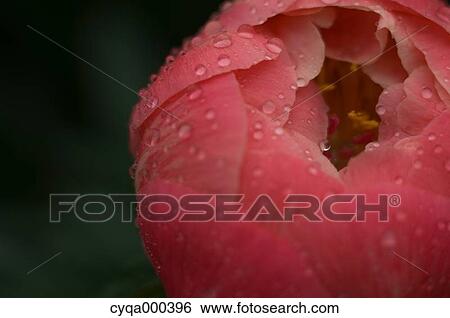 Stock Photograph - Peony. Fotosearch