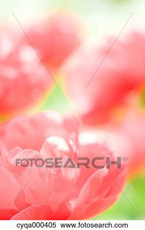 Peony View Large Photo Image Stock Photography - Peony. Fotosearch