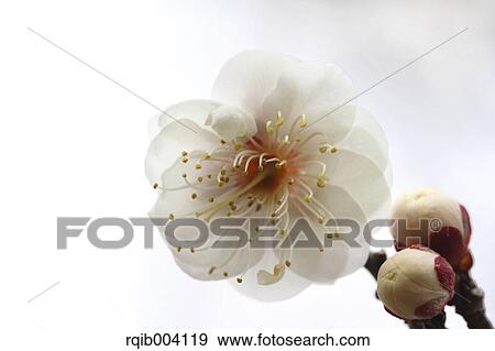 Plum blossom View Large Photo Image Stock Photo - Plum blossom. Fotosearch