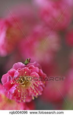 Plum blossom View Large Photo Image Stock Photograph - Plum blossom. Fotosearch