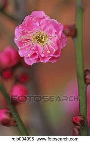 Plum blossom View Large Photo Image Stock Photography - Plum blossom. Fotosearch