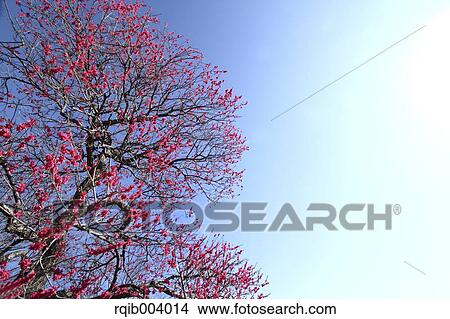 Plum blossoms View Large Photo Image Picture - Plum blossoms. Fotosearch