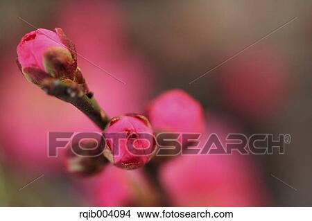 Plum blossoms View Large Photo Image Picture - Plum blossoms. Fotosearch
