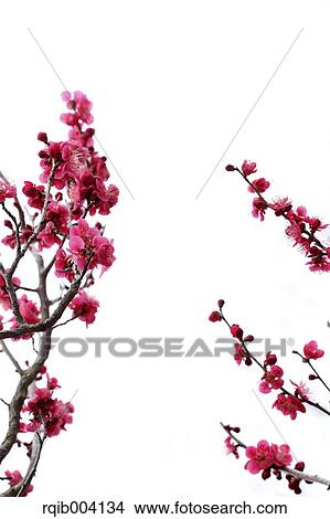 Plum blossoms View Large Photo Image Picture - Plum blossoms. Fotosearch