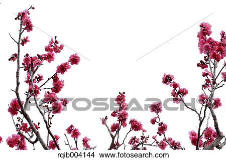 Picture - Plum blossoms. Fotosearch