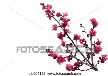 Plum blossoms View Large Photo Image Stock Image - Plum blossoms. Fotosearch