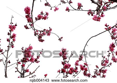 Stock Image - Plum blossoms. Fotosearch