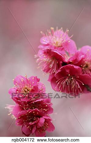 Stock Image - Plum blossoms. Fotosearch