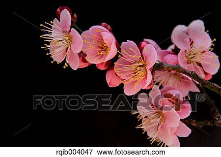Stock Photo - Plum blossoms. Fotosearch
