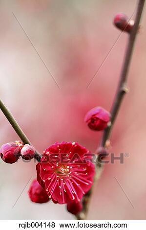 Plum blossoms View Large Photo Image Stock Photo - Plum blossoms. Fotosearch