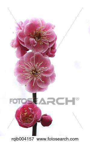 Stock Photo - Plum blossoms. Fotosearch