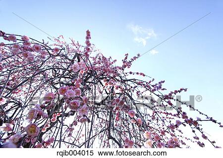 Plum blossoms View Large Photo Image Stock Photography - Plum blossoms. Fotosearch