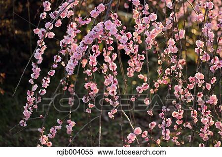 Stock Photography - Plum blossoms. Fotosearch