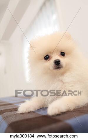 Pomeranian View Large Photo Image Picture - Pomeranian. Fotosearch