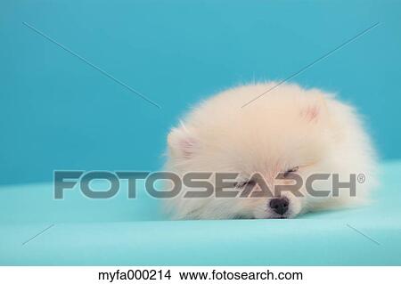 Pomeranian View Large Photo Image Picture - Pomeranian. Fotosearch