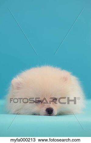 Pomeranian View Large Photo Image Stock Image - Pomeranian. Fotosearch
