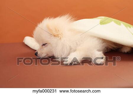 Pomeranian View Large Photo Image Stock Image - Pomeranian. Fotosearch