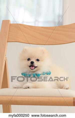 Pomeranian View Large Photo Image Stock Image - Pomeranian. Fotosearch