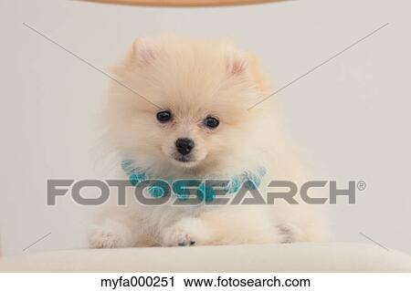 Stock Image - Pomeranian. Fotosearch