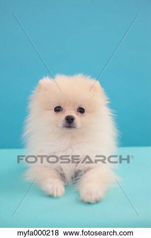 Pomeranian View Large Photo Image Stock Photo - Pomeranian. Fotosearch