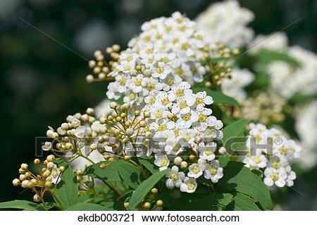 Reeves Spirea View Large Photo Image Stock Image - Reeves Spirea. Fotosearch