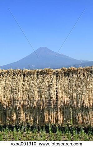 Rice ears drying near Mount Fuji, Shizuoka Prefecture View Large Photo Image Stock Image - Rice ears drying near Mount Fuji, Shizuoka Prefecture. Fotosearch