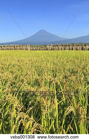 Rice ears drying near Mount Fuji, Shizuoka Prefecture View Large Photo Image Stock Photo - Rice ears drying near Mount Fuji, Shizuoka Prefecture. Fotosearch