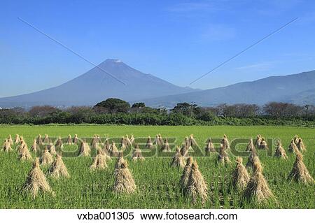 Rice ears drying near Mount Fuji, Shizuoka Prefecture View Large Photo Image Stock Photography - Rice ears drying near Mount Fuji, Shizuoka Prefecture. Fotosearch