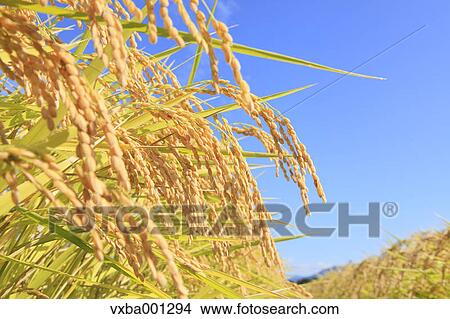 Rice ears View Large Photo Image Picture - Rice ears. Fotosearch