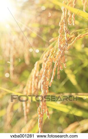 Rice ears View Large Photo Image Stock Image - Rice ears. Fotosearch
