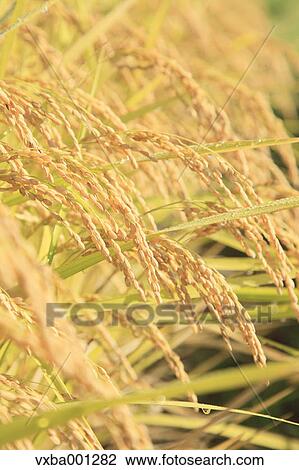 Rice ears View Large Photo Image Stock Image - Rice ears. Fotosearch