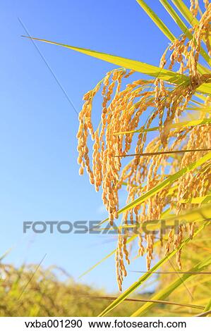Rice ears View Large Photo Image Stock Image - Rice ears. Fotosearch