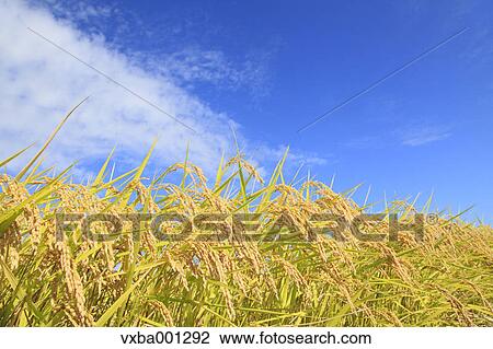 Stock Image - Rice ears. Fotosearch