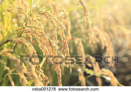 Rice ears View Large Photo Image Stock Photo - Rice ears. Fotosearch