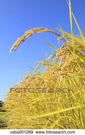 Rice ears View Large Photo Image Stock Photo - Rice ears. Fotosearch