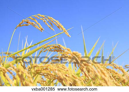 Stock Photography - Rice ears. Fotosearch